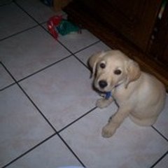 remy