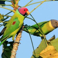 Love birds