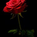 huzaifasiddiq2279