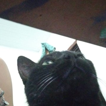 Gatos Pretos Filmes