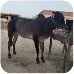 Bakr Gujjar