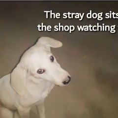 puppy H7