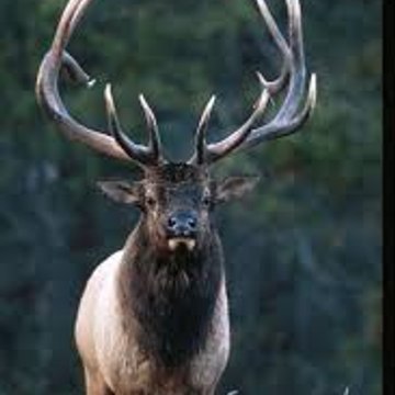 Wild life