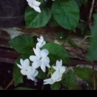 Motivation Qur'an,Indonesia.