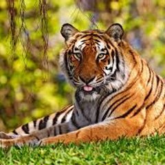 Best animals shorts