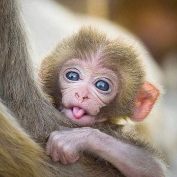 Monkey  B Nature