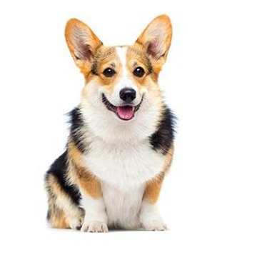 Funny Pet's