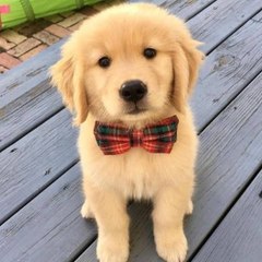 Cute Pets TV