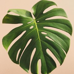 Nature Beauty