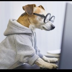 MASCOTAS INCREÍBLES