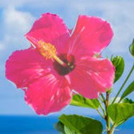 ぱふぱふ  pafupafu