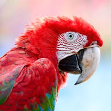 Animals life