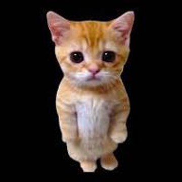caty memes