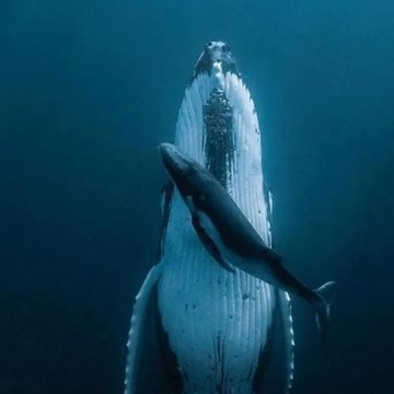 Ocean Life Inspiration