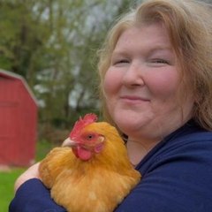 Brahma Chickens