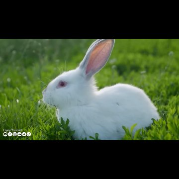 UR Rabbit123