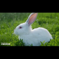 UR Rabbit123