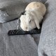 TinouLapin