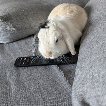 TinouLapin