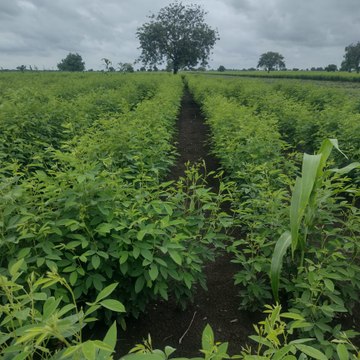 Gurupad Suragond