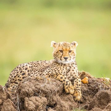 Assistant Director Wildlife