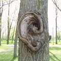 Bud