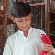 Hamid Hamid pet house