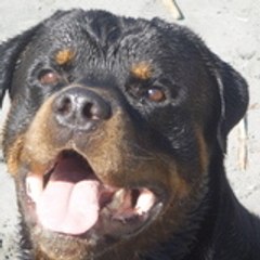 TYSON