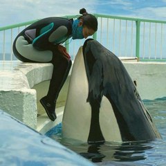 Dolphin_Show_YT