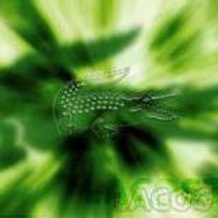 yoyodici