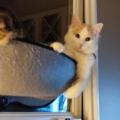 les chats Zen et Nala