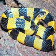 Thế Giới Bò Sát