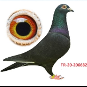 WORLD BEST PİGEONS