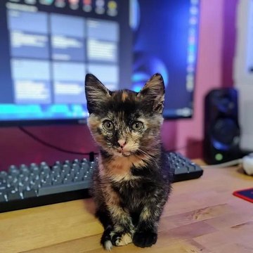 Catos