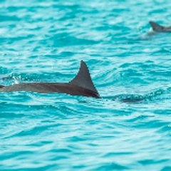 Panama City Beach Dolphin Cruise