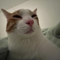 Mado The French Cat