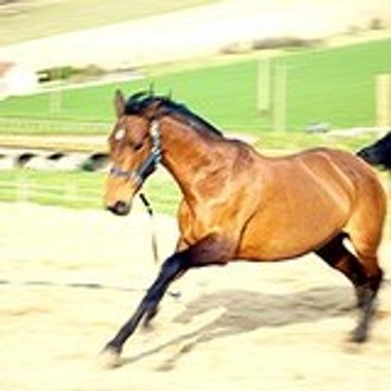 Angélique Boissier Leblond