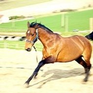 Angélique Boissier Leblond