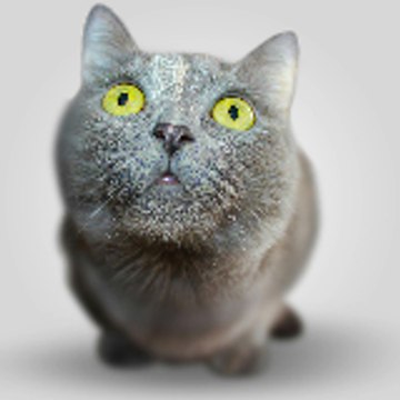 of cat lovers