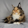 Tatertot Maine Coons