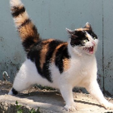 Funny Animal