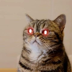 Hot Cat Bombastic