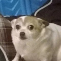 doopsie
