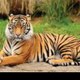 Wild Animals