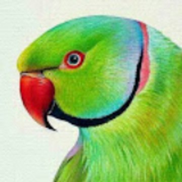 Animal talking official