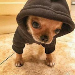 DogPack404