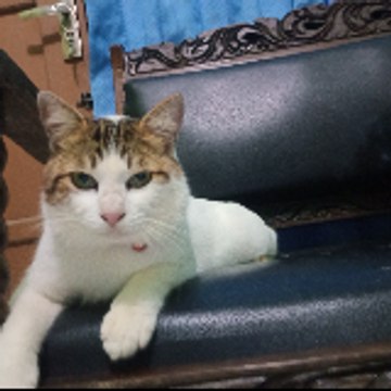 GADIS DESA
