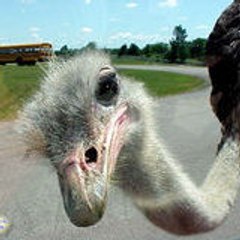 piafou