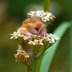Funny Animals