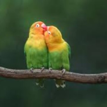 love birds